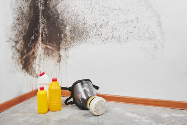 Professional Mold Removal in Bernie, MO